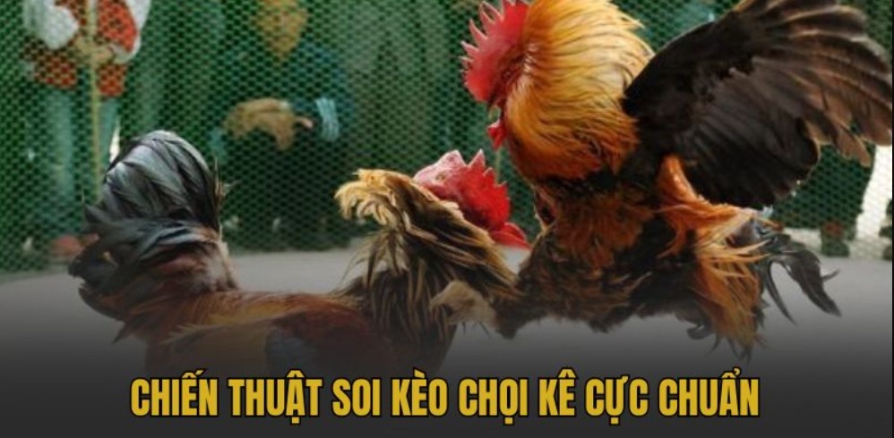 Kỹ thuật nâng cao thể lực chiến kê hiệu quả