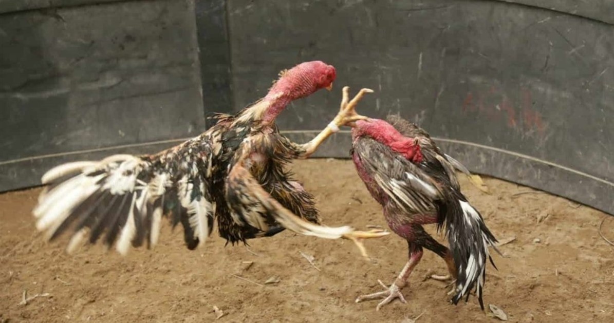 Phân tích kỹ thuật tấn công của dòng gà chọi